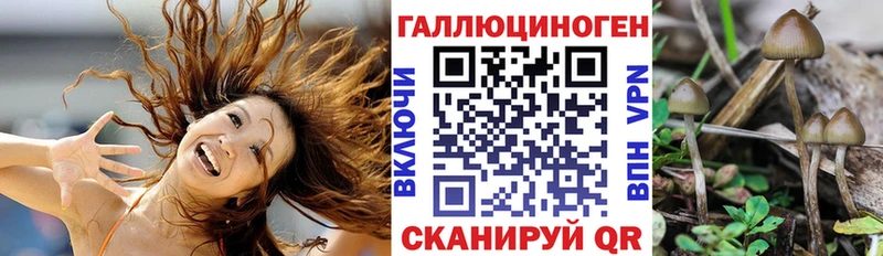 Галлюциногенные грибы Psilocybe  мориарти как зайти  Егорьевск  omg ссылки 